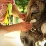 Therapy donkeys are helping psychiatric patients heal at a hospital on outskirts of Paris
