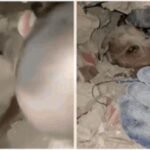 Venezuela Earthquakes: From baby to dog: Miracle rescues giving Venezuela hope after deadly earthquakes – watch