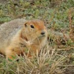 700,000-year-old squirrel poop reveals a lost Arctic world of mammoths, horses, and giant predators |