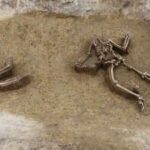 77 headless skeletons unearthed in Europe’s most mysterious Neolithic burial site in Slovakia | World News