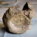 Antarctica Dinosaur Fossil: Antarctica’s oldest known dinosaur fossil was hiding in a museum drawer for 40 years | World News
