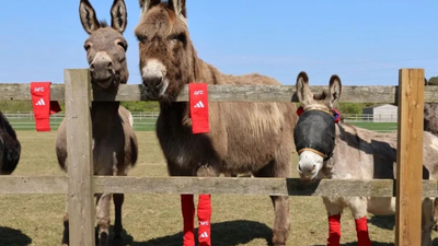 Arsenal’s old socks found an unlikely new home: Rescued donkeys across Britain are wearing them for a surprising reason | World News