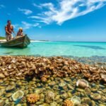 Australia recycled 150,000 wheelbarrows of oyster shells to rebuild a lost underwater ecosystem |