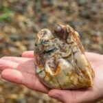 Buried for 1.8 million years: This ancient elephant tooth was finally found by an 11-year-old on a UK beach | World News