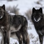 Did wolves really save Yellowstone? New research challenges one of conservation’s biggest success stories |
