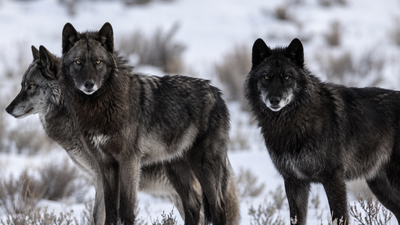 Did wolves really save Yellowstone? New research challenges one of conservation’s biggest success stories |