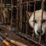 400,000 dogs vanished before South Korea’s meat ban. Where did hundreds of thousands of dogs go?
