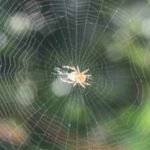 Ethiopian proverb of the day: ‘When spider webs unite, they can tie up a lion’ — How collective action can defeat great power