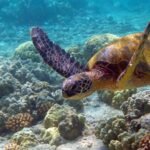 SOP released to conserve sea turtles across 36 islands of Lakshadweep | India News