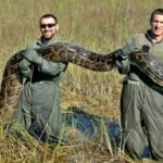 Florida’s giant Burmese pythons are doing more than eating wildlife, they are transforming the Everglades by spreading seeds |