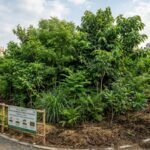 From Tokyo to Delhi: How fast growing ‘Miyawaki forests’ are reshaping urban landscapes worldwide |