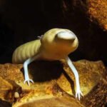 Hidden beneath the Kalahari Desert is a 264-metre-deep underground lake where blind animals thrive in darkness |