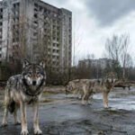 In 1986 Chernobyl was evacuated and today wolves have returned to dominate the radiation exclusion zone in an unexpected wildlife recovery |