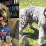 ‘Ain’t getting bit by that, bro’: Huge uproar after Los Angeles police kill pet dog minutes after family celebrates NBA Knicks win – video