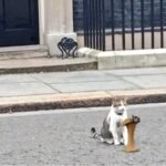 As Keir Starmer announces exit, ‘chief mouser’ Larry the Cat stays on awaiting PM no 7