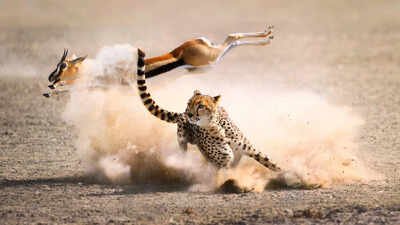 Portuguese proverb of the day: ‘One day belongs to the prey, another to the hunter’ and the reminder that fortunes can change without warning