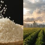 Rice farming warning: Scientists say the world’s most important food is pushing Earth beyond safe environmental limits |
