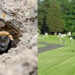 Scientists discover 5.5 million bees living beneath a New York cemetery for over 100 years and it could help save vulnerable pollinators |