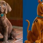 ‘Scooby-Doo’ live-action series unveils First Look; fans of iconic character divided over casting ‘real’ pup – WATCH |