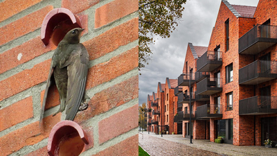 Scotland changed its buildings forever to save disappearing birds: Tiny ‘swift bricks’ will now be built into new homes | World News