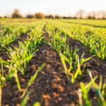 Soil’s treasure: Scientists discovered a hidden phosphorus reservoir that could transform the future of food |