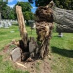 Storm discovery: Grave hidden for more than 100 years uncovered after New York storm topples giant tree | World News