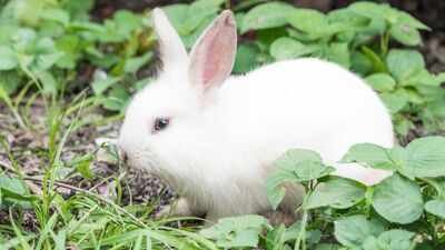 The 1950s virus experiment that was supposed to end a rabbit plague: What scientists didn’t expect was the virus refusing to ‘die’ |