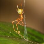 The ‘ballista spider’: Scientists discover a tiny spider that launches ants with 140 times the force of gravity |
