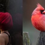 The reason behind red and orange hair in humans revealed: Birds unlock evolutionary mystery of ginger hair |
