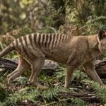 The sheep-killer myth that helped drive the Tasmanian tiger to extinction and why scientists think farmers got it wrong |