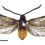 They introduced a fly to save Fiji’s coconuts—then an entire species vanished |