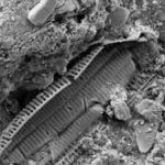 What lies beneath Omaha Beach: Microscopic WWII shrapnel found in sand reveals the land still carries the memory of war | World News