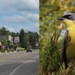 Wildlife miracle: Tiny Michigan town saved an entire bird species and rewrote conservation history |