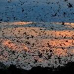 World’s largest bat migration: The night Zambia’s sky disappears under 10 million bats | World News