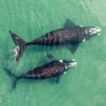 World’s largest ‘whale graveyard’ found beneath the Indian Ocean: A hidden 5-million-year mystery revealed |
