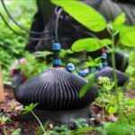 Your garden could become a power station: How a UK startup is generating electricity from soil bacteria |