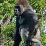 ‎Meet Bakari, the 21-year-old gorilla chosen to lead Disney’s famous troop after the death of its longtime silverback