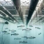 How floating solar panels created a new home for thousands of salmon at a Chile fish farm