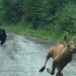 A Maine couple thought they were about to photograph a moose. Instead, a calf and a bear burst from the woods, and they had seconds to decide whether to intervene