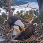 Big Bear’s famous bald eagle chicks have captivated livestream viewers, but conservationists are racing to raise M by July 31 to protect their habitat from development