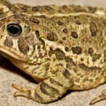 A rare Woodhouse’s toad has returned to Las Vegas’ Springs Preserve for the first time in nearly 65 years, where cameras caught a lone male calling for a mate