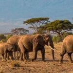 15 elephants suspected to have died after eating pesticide-sprayed tomatoes near Kenya’s Amboseli National Park | World News