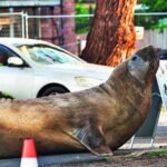 Australian officials ask fans to respect privacy of Neil, a 1000kg seal, who respects nothing