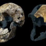 Homo: 300,000-year-old Homo naledi fossils from a South African cave suggest the ancient human relative may have been a female-only species, new study reveals