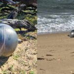 Mysterious ‘space balls’ twice the size of basketballs wash ashore on Australian beach, scientists say the discovery is more common than many people think