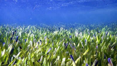 Scientists reveal underwater seagrass meadows could end global malnutrition as fish from these ocean habitats provide more essential nutrients than coral reef fish