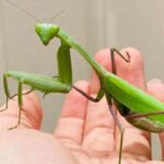 Two giant Asian praying mantis species are spreading across Europe, helped by climate change and urbanisation, and scientists warn they are threatening pollinators, frogs and lizards