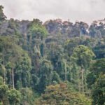 Scientists cut climbing vines from a damaged Borneo forest. Its canopy then grew three times faster, and the method may cost 10 times less than tree planting