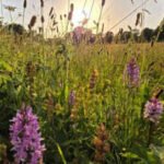 Britain left a five-acre farm without crops or new seeds; 15 years later, nature had turned it into a wildflower-rich meadow