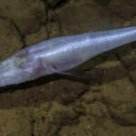A scientist slipped into a pool beneath a US military base and found a fish later named ‘demon cavefish’ after the Demogorgon from Stranger Things